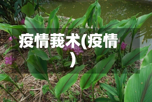 疫情莪术(疫情)