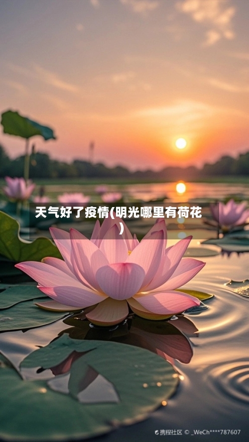 天气好了疫情(明光哪里有荷花)