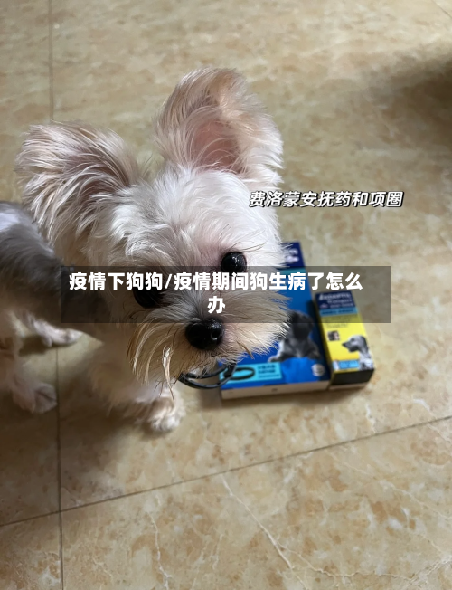 疫情下狗狗/疫情期间狗生病了怎么办