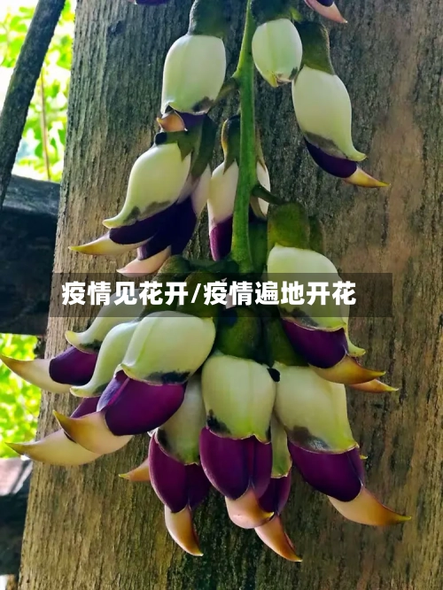 疫情见花开/疫情遍地开花