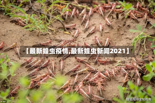 【最新蝗虫疫情,最新蝗虫新闻2021】