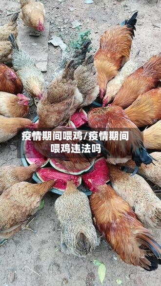 疫情期间喂鸡/疫情期间喂鸡违法吗
