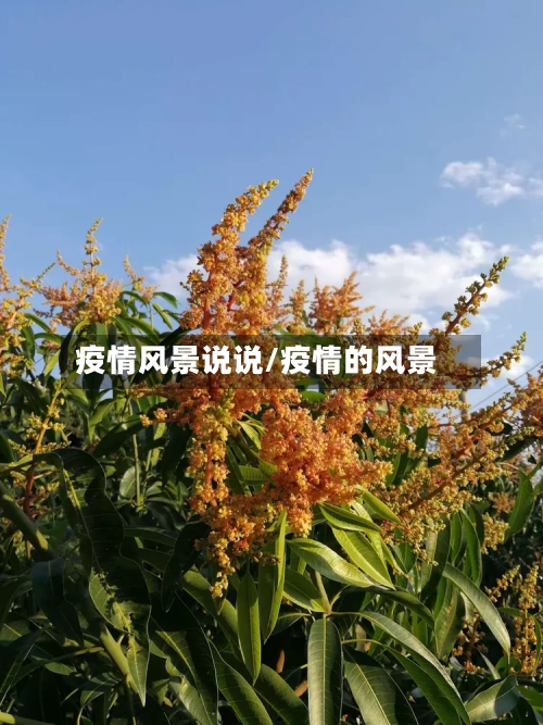 疫情风景说说/疫情的风景
