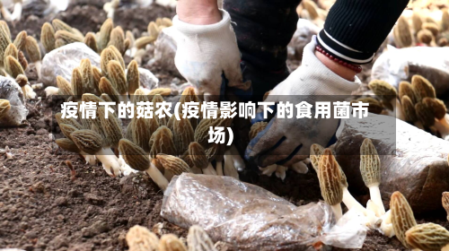 疫情下的菇农(疫情影响下的食用菌市场)
