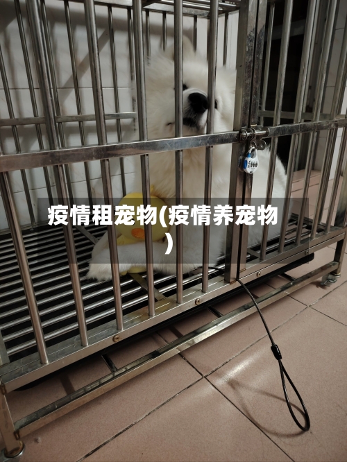 疫情租宠物(疫情养宠物)